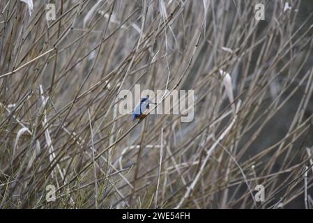 Rechtes Profilbild eines gewöhnlichen Eisvogels (Alcedo atthis), der auf Foreground Reeds thront, aufgenommen im Winter auf einem See des britischen Naturschutzgebiets Stockfoto