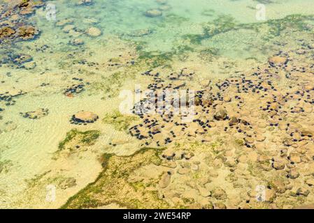 Sandiger Meeresboden mit Seeigeln. Stockfoto