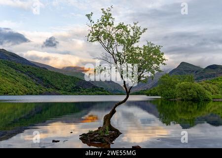Großbritannien, Nordwales, Snowdonia, „der einsame Baum“ am See Llyn Padarn bei Llanberis Stockfoto