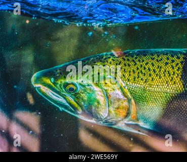 Chinooklachse Issaquah Hatchery Washington. Salmon Swim-up die Issaquah Creek zum Brutplatz. Stockfoto