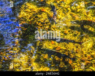 Mehrfarbiges Salamon Issaquah Creek Washington. Jeden Herbst kommen Lachse auf den Bach zur Hatchery und schaffen ein Kaleidoskop von Farben. Lachse kommen von AS f Stockfoto