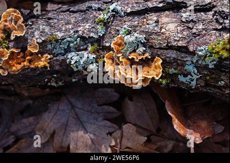 Gelb-orange Pilze auf einem Baumstamm. Sammlung von Pilzen, die neben einem Baumstamm im Park wachsen. Stereum hirsutum, auch falsche truthahnschwanz und genannt Stockfoto