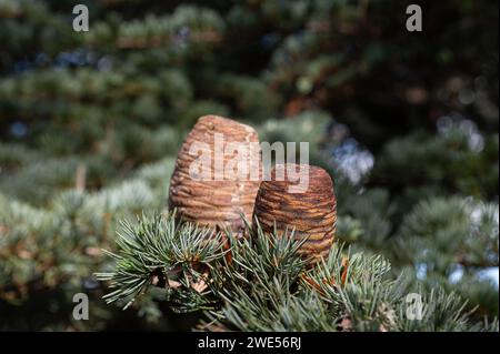 Frische Kegel am Zweig eines Zedernbaums. Stockfoto