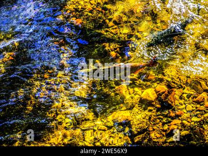 Mehrfarbiges Salamon Issaquah Creek Washington. Jeden Herbst kommen Lachse auf den Bach zur Hatchery und schaffen ein Kaleidoskop von Farben. Lachse kommen von AS f Stockfoto