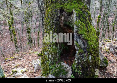 Baumhöhle bedeckt mit grünem Moos im Wald von Quercus vulcanica. Leucobryum glaucum Stockfoto