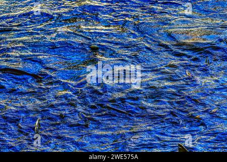 Mehrfarbiges Blue Salamon Issaquah Creek Washington. Jeden Herbst kommen Lachse auf den Bach zur Hatchery und schaffen ein Kaleidoskop von Farben. Lachs kommt von Stockfoto