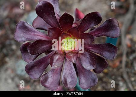 England, County Cornwall, Eden Project, botanische Gärten Stockfoto