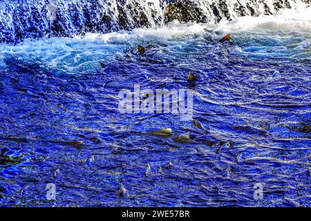 Mehrfarbiger Salamon Dam Issaquah Creek Washington. Jeden Herbst kommen Lachse auf den Bach zur Hatchery und schaffen ein Kaleidoskop von Farben. Lachs kommt von Stockfoto