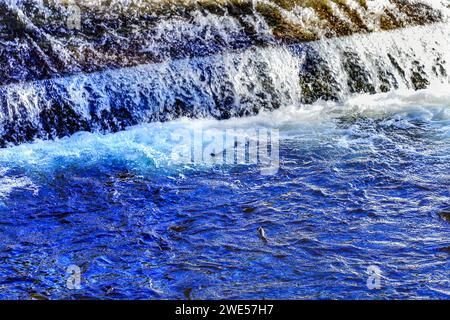 Mehrfarbiger Salamon Dam Issaquah Creek Washington. Jeden Herbst kommen Lachse auf den Bach zur Hatchery und schaffen ein Kaleidoskop von Farben. Lachs kommt von Stockfoto