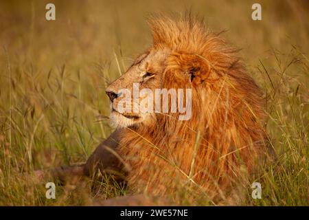 Männlicher Löwe (Panthera leo) des berühmten Marsh Pride, Masai Mara National Reserve, Kenia Stockfoto