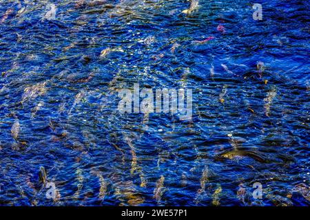 Mehrfarbiges Salamon Issaquah Creek Washington. Jeden Herbst kommen Lachse auf den Bach zur Hatchery und schaffen ein Kaleidoskop von Farben. Lachse kommen von AS f Stockfoto