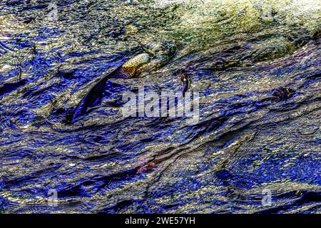 Mehrfarbiges Salamon Issaquah Creek Washington. Jeden Herbst kommen Lachse auf den Bach zur Hatchery und schaffen ein Kaleidoskop von Farben. Lachse kommen von AS f Stockfoto