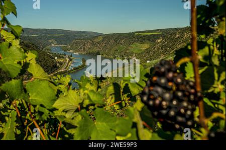 Rotweinrebe in einem Weinberg, Blick über den Weinberg ins Rheintal mit Burg Maus und dem Dorf Wellmich, St. Goarshausen, Obere Mitte Stockfoto