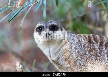 Porträt von warnen Erdmännchen, die in alle Richtungen schauen und verschwinden. Stockfoto