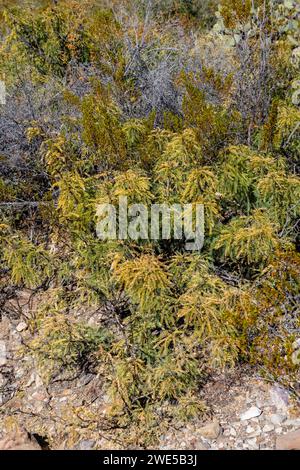 Honigmesquite (Prosopis glandulosa). Ausblicke auf den Chihuahua Desert Trail in Dugout Wells, Big Bend National Park, Texas, USA. Stockfoto