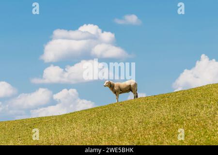 Schafe auf dem Deich, Kollmar, Schleswig-Holstein, Deutschland Stockfoto