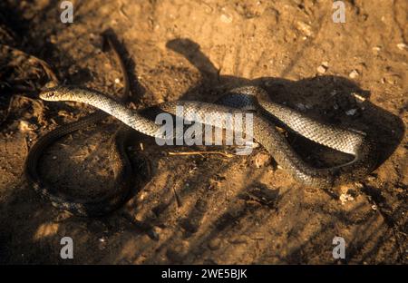 Die junge Dolichophis jugularis, auch bekannt als die schwarze Peitschenschlange und die große Peitschenschlange, Stockfoto