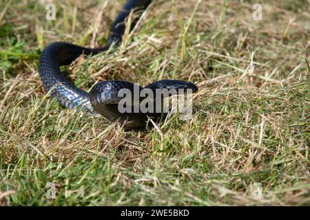 Dolichophis jugularis, auch bekannt als die schwarze Peitschenschlange und die große Peitschenschlange, Stockfoto