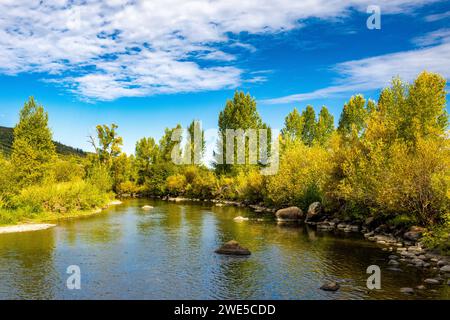 Herbstlaub am Yampa River auf der Ostseite von Steamboat Springs Stockfoto