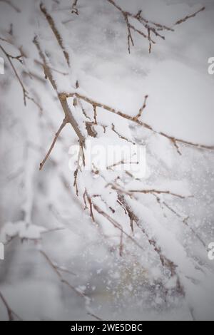 Baumzweig unter einer Decke aus weißem Schnee auf einem unscharfen natürlichen Hintergrund Stockfoto