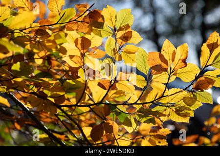 Iver, Buckinghamshire, Großbritannien. November 2023. Sonnenlicht durch herbstliche Buchenblätter. Kredit: Maureen McLean/Alamy Stockfoto