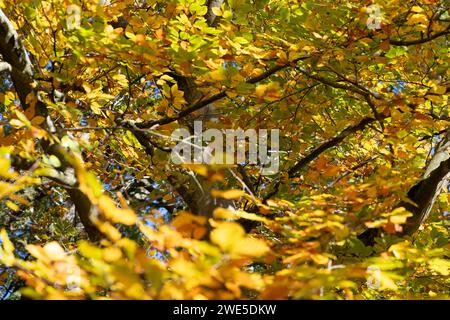 Iver, Buckinghamshire, Großbritannien. November 2023. Sonnenlicht durch herbstliche Buchenblätter. Kredit: Maureen McLean/Alamy Stockfoto