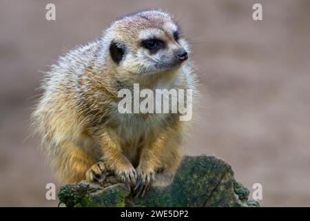 Nahaufnahme eines Erdmännchens. Stockfoto