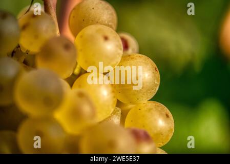 Nahaufnahme Weißweintrauben im Weinberg an einem sonnigen Tag Stockfoto