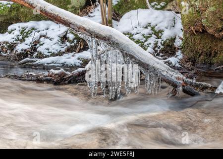 Eiszapfen hängen an einem Zweig über einem Fluss. Bas-Rhin, Elsass, Grand Est, Frankreich, Europa. Stockfoto