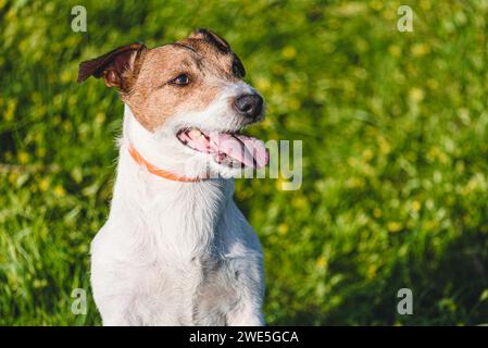 Porträt eines Hundes mit Antifloh- und Zeckenkragen am sonnigen Frühlingstag Stockfoto