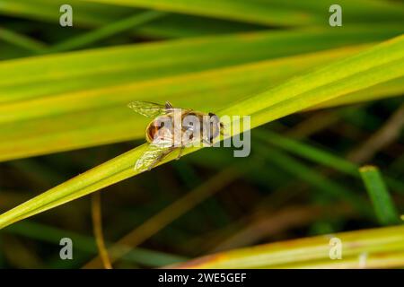 Eristalis tenax Familie Syrphidae Gattung Eristalis gewöhnliche Drohnenfliege wilde Natur Insektentapete, Bild, Fotografie Stockfoto