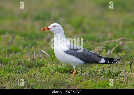 Schwarzmöwe (Larus fuscus) mit blutigem Scheffel im Grasland Stockfoto