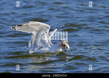 Europäische Heringsmöwe (Larus argentatus) schluckt beim Schwimmen auf See große Fische Stockfoto