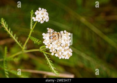 Eristalis tenax Familie Syrphidae Gattung Eristalis gewöhnliche Drohnenfliege wilde Natur Insektentapete, Bild, Fotografie Stockfoto