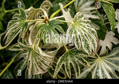 Naturnahe Nahaufnahme halbabstrakter natürlicher Muster in Fatsia Japonica „Spinnen Web“ Blättern. Hohe Auflösung mit etwas negativem Raum Stockfoto