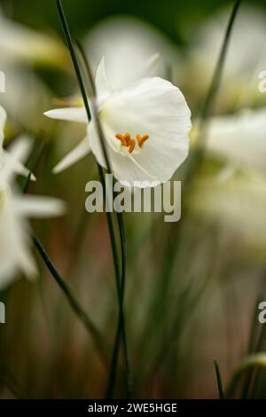 Ertragreich schöne Narcissus Romieuxii subsp. Albidus (weißes Romieux Hoop Unterrock Narzissen). Natürliches Nahaufnahme blühendes Pflanzenporträt Stockfoto