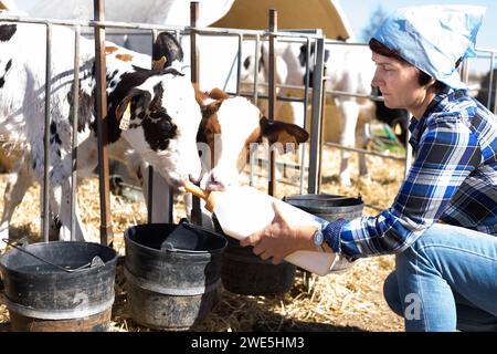 Frauenpflege ernährt zwei Wochen altes Kalb aus einer Flasche mit Dummy Stockfoto