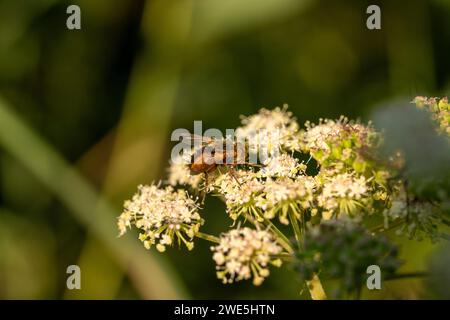 Tachina fera Familie Tachinidae Gattung Tachina Tachinid Fliege wilde Natur Insekten Tapete, Bild, Fotografie Stockfoto