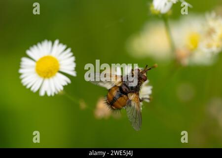 Tachina fera Familie Tachinidae Gattung Tachina Tachinid Fliege wilde Natur Insekten Tapete, Bild, Fotografie Stockfoto