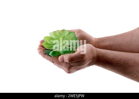Kleine grüne Pflanze in den Händen isoliert auf weißem Hintergrund mit Beschneidungspfad Stockfoto