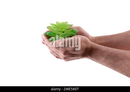 Kleine grüne Pflanze in den Händen isoliert auf weißem Hintergrund mit Beschneidungspfad Stockfoto