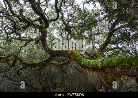 Weißer Milkwood-Baum (Sideroxylon inerme) im Wald in der Nähe der Forest Lodge, Grootbos Private Nature Reserve, Western Cape, Südafrika Stockfoto