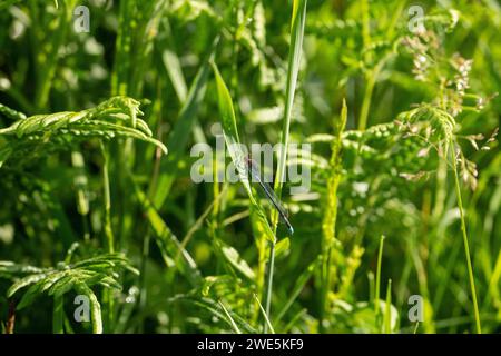 Erythromma najas Familie Coenagrionidae Gattung Erythromma Rotäugige Damselfliege wilde Natur Insektentapete, Bild, Fotografie Stockfoto