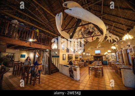 Das Skelett eines südlichen Glattwals (Eubalaena australis) hängt von der Decke im Restaurant, Geschäft und Unterkunft des Großen Weißen Hauses, Klein Stockfoto