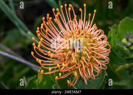 Pincushion Protea (Leucospermum patersonii), Grootbos Private Nature Reserve, Westkap, Südafrika Stockfoto