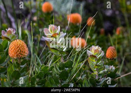Pincushion Protea (Leucospermum patersonii), Grootbos Private Nature Reserve, Westkap, Südafrika Stockfoto