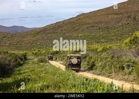 Grootbos Geländewagen auf Feldwegen in der Landschaft, Grootbos Private Nature Reserve, Westkap, Südafrika Stockfoto