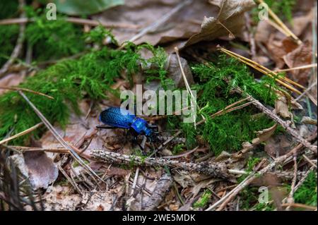 Dunkelblauer Bodenkäfer (Carabus intricatus) in einem natürlichen Mischwald Stockfoto