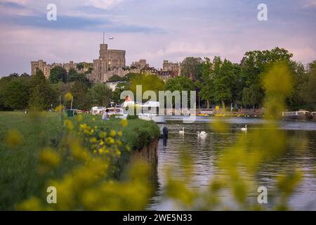 Ein Le Boat Horizon 4 Hausboot auf der Themse und Windsor Castle durch gelbe Blumen gesehen, Windsor, Berkshire, England, Vereinigtes Königreich Stockfoto