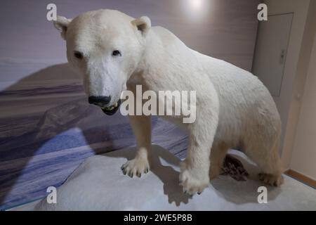 Ausgestopfte Eisbärin Nancy, Naturkundemuseum, Breite Straße, Potsdam, Brandenburg, Deutschland Stockfoto